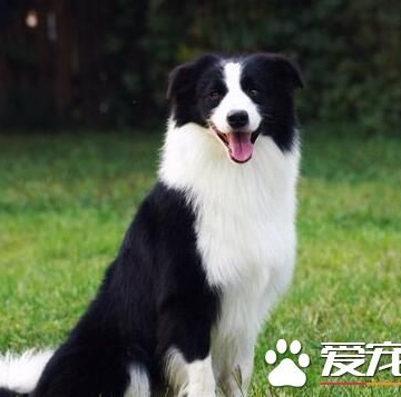 如果边境牧羊犬乱咬东西怎么办