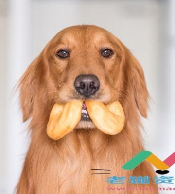 金毛接食物怎么训练
