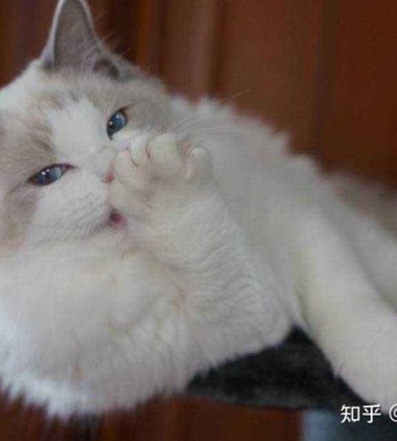 布偶猫不吃东西 呕吐症状