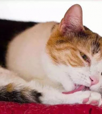 小猫只拉不吐没精神不吃东西