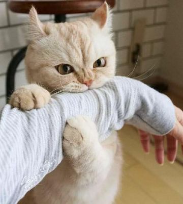 小猫喜欢咬人咬东西怎么办