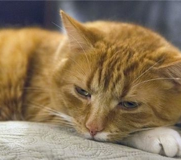 猫咪肠胃炎不吃东西