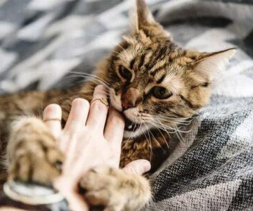 刚养的猫咪乱抓东西