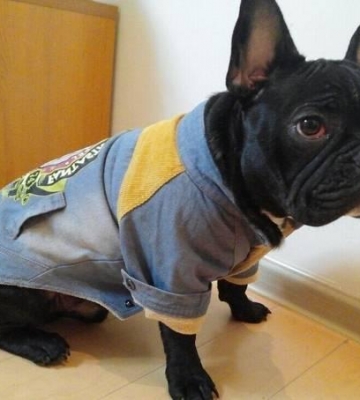 法牛幼犬怎么训练