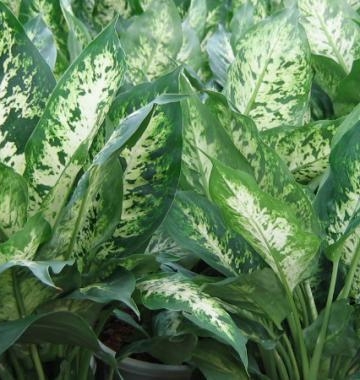 万年青菜栽培