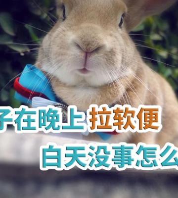 兔子软便不吃东西肚子胀气