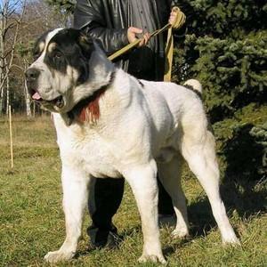 9个月中亚犬体型训练