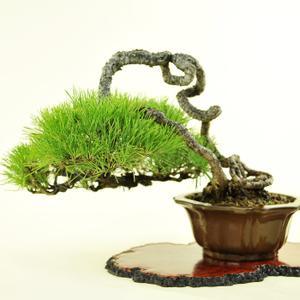 松树提根栽培法