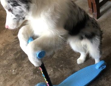 边牧咋么训练滑板