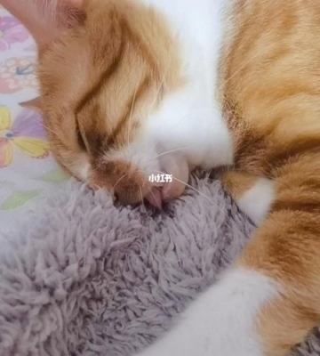猫咪踩奶咬东西怎么办