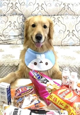 怎么用零食训练狗狗