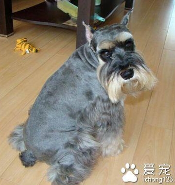 如何训练雪纳瑞上厕所