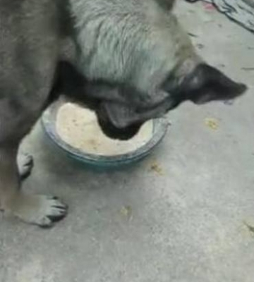 狗狗吃东西被噎死的症状