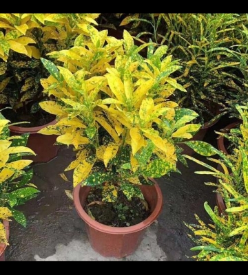 观赏植物栽培方式