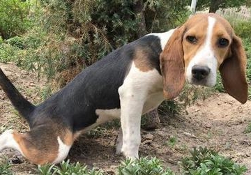 比格犬训练工具