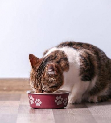 猫咪为何不吃东西