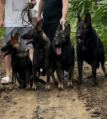 小东德牧羊犬怎样训练