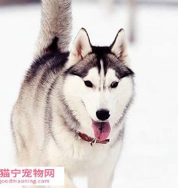9个月的哈士奇怎么训练