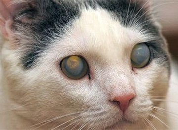 猫猫眼睛有东西怎么办