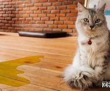 如何训练猫咪撒尿