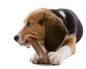 狗狗一个月大总咬东西怎么办啊