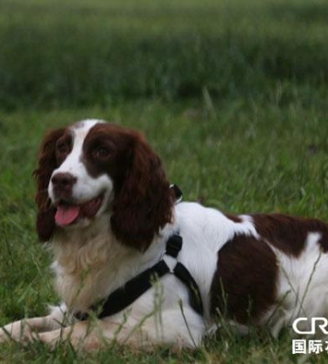 史宾格警犬训练血迹
