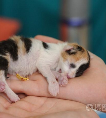刚生的小猫不吃东西怎么办