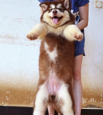 阿拉斯加犬训练