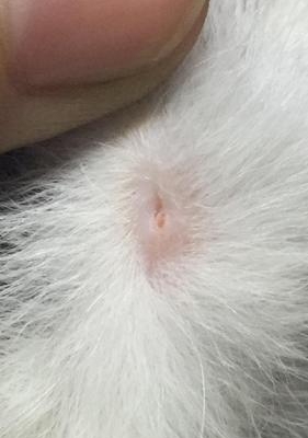 猫皮肤白色的东西怎么办
