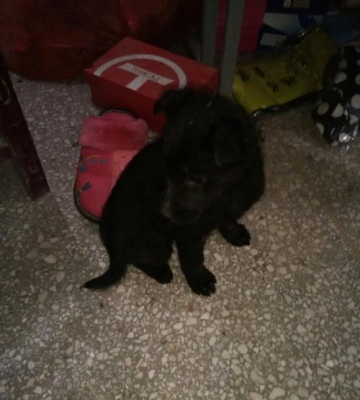 生狗后拉黑色的东西