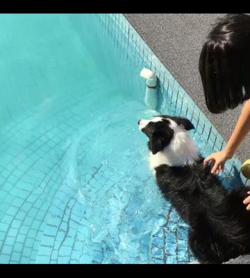 边牧如何训练游泳