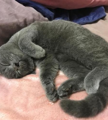 蓝猫孕期吃哪些东西好