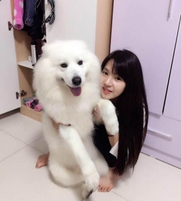 两岁的萨摩怎么训练