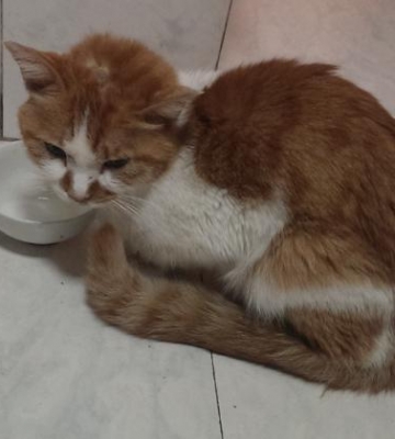 猫夏天不吃东西瘦了