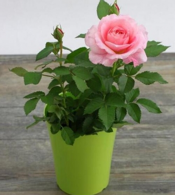 月季花无土栽培图案