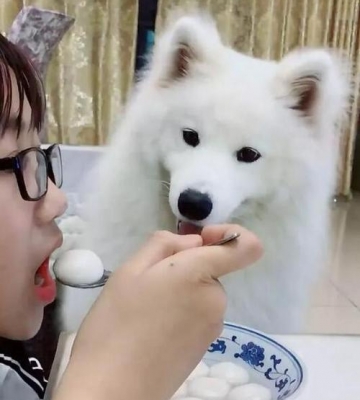 成年萨摩耶一天吃多少东西怎么办