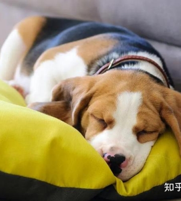 狗狗不爱吃东西老是睡觉是什么原因