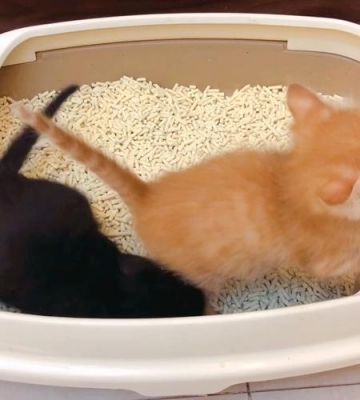 如何训练奶猫用猫砂
