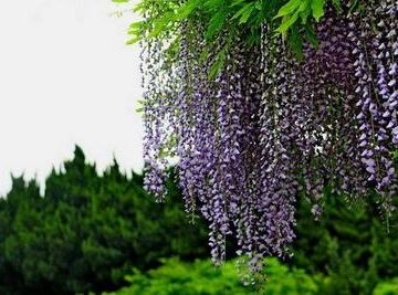 紫藤栽培的几种形式 花木