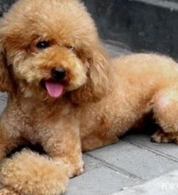 泰迪狗狗5个怎么训练