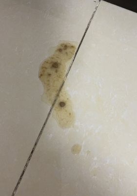 猫去新家呕吐不吃东西