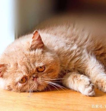 猫妈妈体温低不吃东西