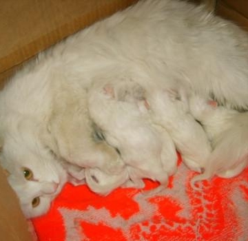 猫在生产前要准备什么东西