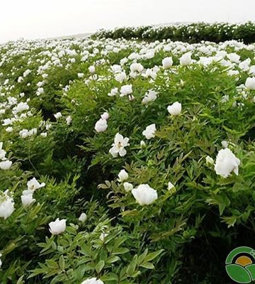 牡丹的栽培和种植方法