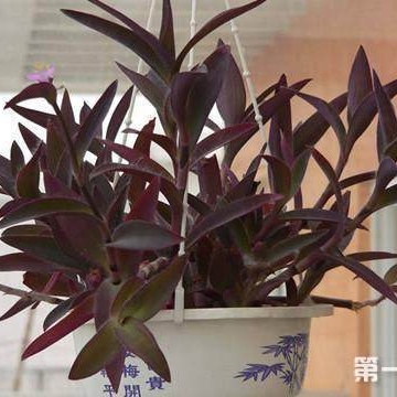 家庭紫竹的养殖方法