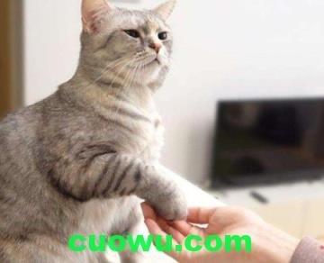 训练猫咪听话