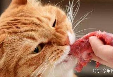 猫糖尿病吐东西怎么办