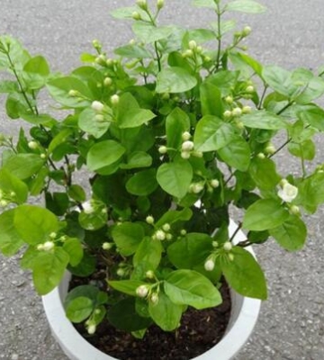 盆栽花的栽培技术