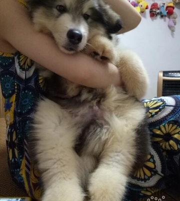 幼犬阿拉斯加怎样训练大小便