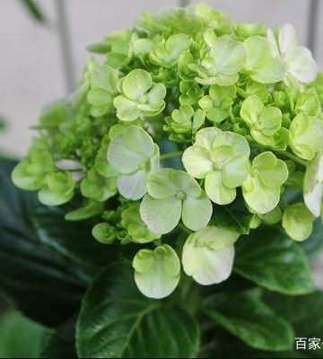 木本绣球移栽注意事项